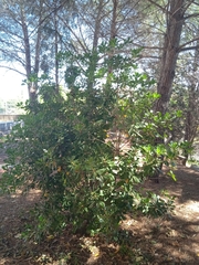 Pittosporum tobira