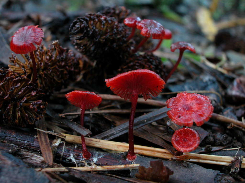 Cruentomycena kedrovayae