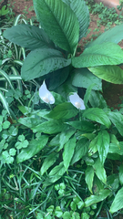 Spathiphyllum wallisii