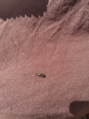 Harmonia axyridis