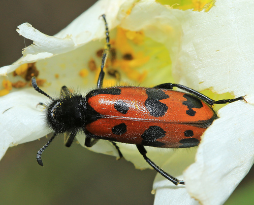 Hycleus solonicus · iNaturalist