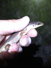 Plestiodon obsoletus
