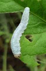 Monostegia