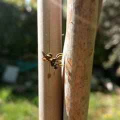 Leucospis