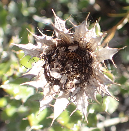 Image of Berkheya coriacea by (c) Nicola van Berkel, some rights reserved (CC BY-SA)