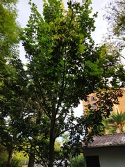 Magnoliopsida