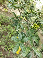 Magnoliopsida