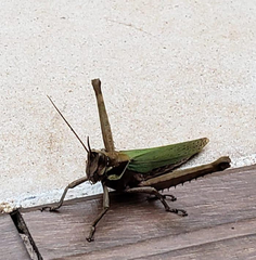 Coryacris angustipennis