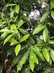 Pyrenaria microcarpa