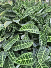 Liliopsida