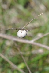 Xerolenta obvia