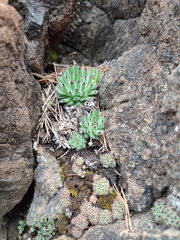 Sempervivum pittonii