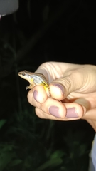 Leucostethus brachistriatus