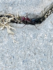 Cataglyphis nodus