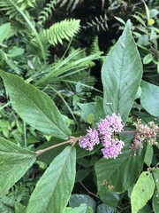 Callicarpa tikusikensis