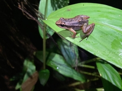 Leucostethus brachistriatus