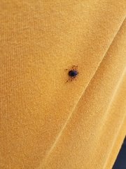 Hyalomma