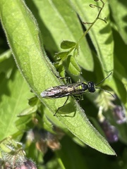 Tenthredo mesomela