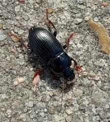 Anisodactylus binotatus