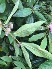 Callicarpa tikusikensis