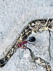 Cataglyphis nodus