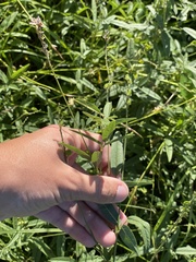 Desmodium sessilifolium