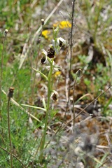 Ophrys fuciflora