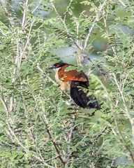 Centropus senegalensis image