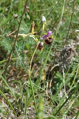 Ophrys fuciflora