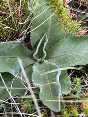 Hypochaeris maculata