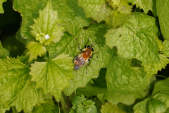 Criorhina floccosa