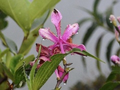 Sobralia dichotoma