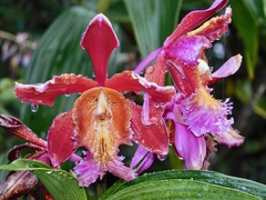 Sobralia dichotoma