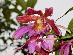 Sobralia dichotoma
