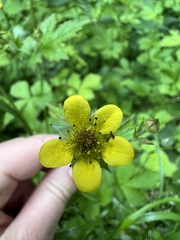 Geum urbanum