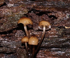 Mycena mulawaestris