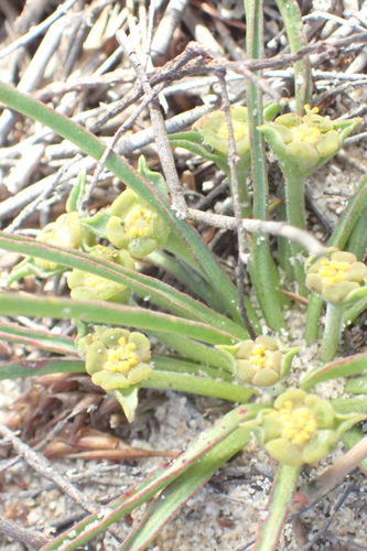 Image of Euphorbia silenifolia by (c) Nicola van Berkel, some rights reserved (CC BY-SA)