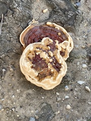Fungi