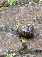 Gastropoda