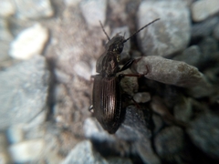 Pterostichus oblongopunctatus