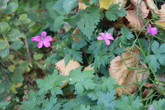 Geranium palustre