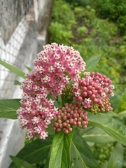Asclepias incarnata incarnata