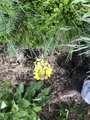 Coincya monensis cheiranthos