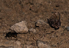 Callophrys lanoraieensis
