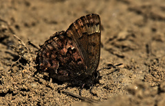 Callophrys lanoraieensis