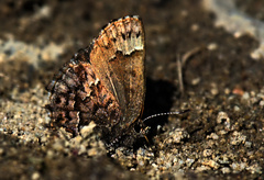 Callophrys lanoraieensis