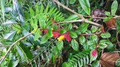 Columnea domingensis