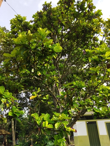 Image of Ficus lyrata by (c) Thalia M. Mite, some rights reserved (CC BY)