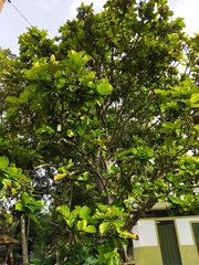 Ficus lyrata
