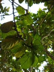 Ficus lyrata